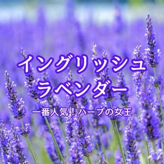 【ハーブの種】イングリッシュラベンダー 花の種子約100粒！宿根草ドライフラワー(プランター)