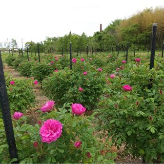 豊華(ほうか)　朝摘み　5月中旬土曜日日曜日発送分(プランター)