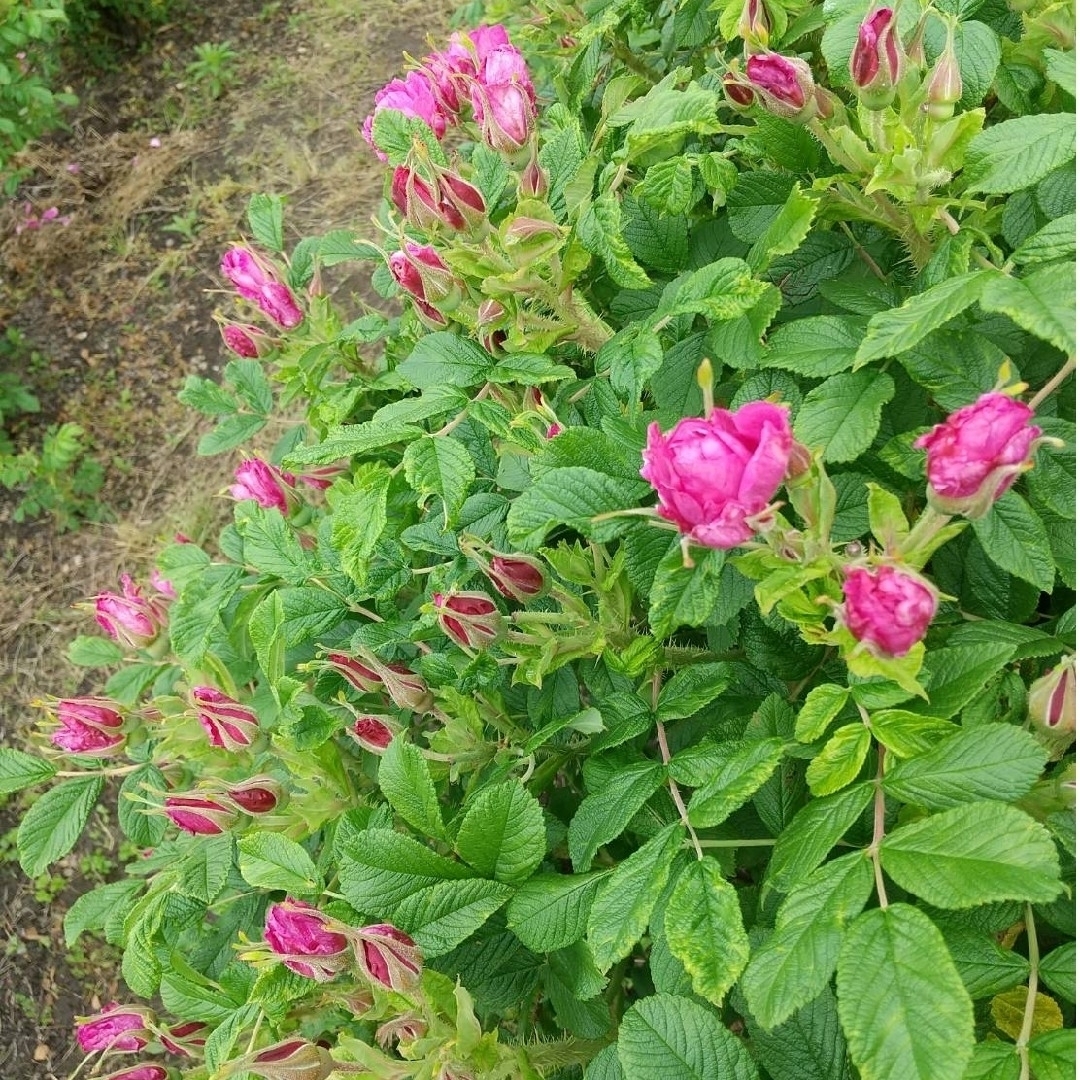 食香バラ　豊華(ほうか)　朝摘み　5月中旬土曜日日曜日発送分 ハンドメイドのフラワー/ガーデン(ドライフラワー)の商品写真