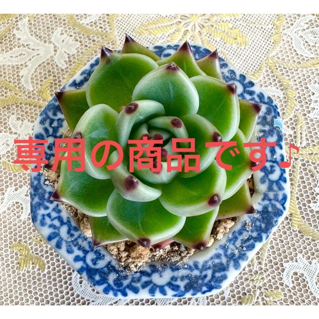 特選美苗★多肉植物・ブルードラゴン♪ ハンドメイドのフラワー/ガーデン(その他)の商品写真