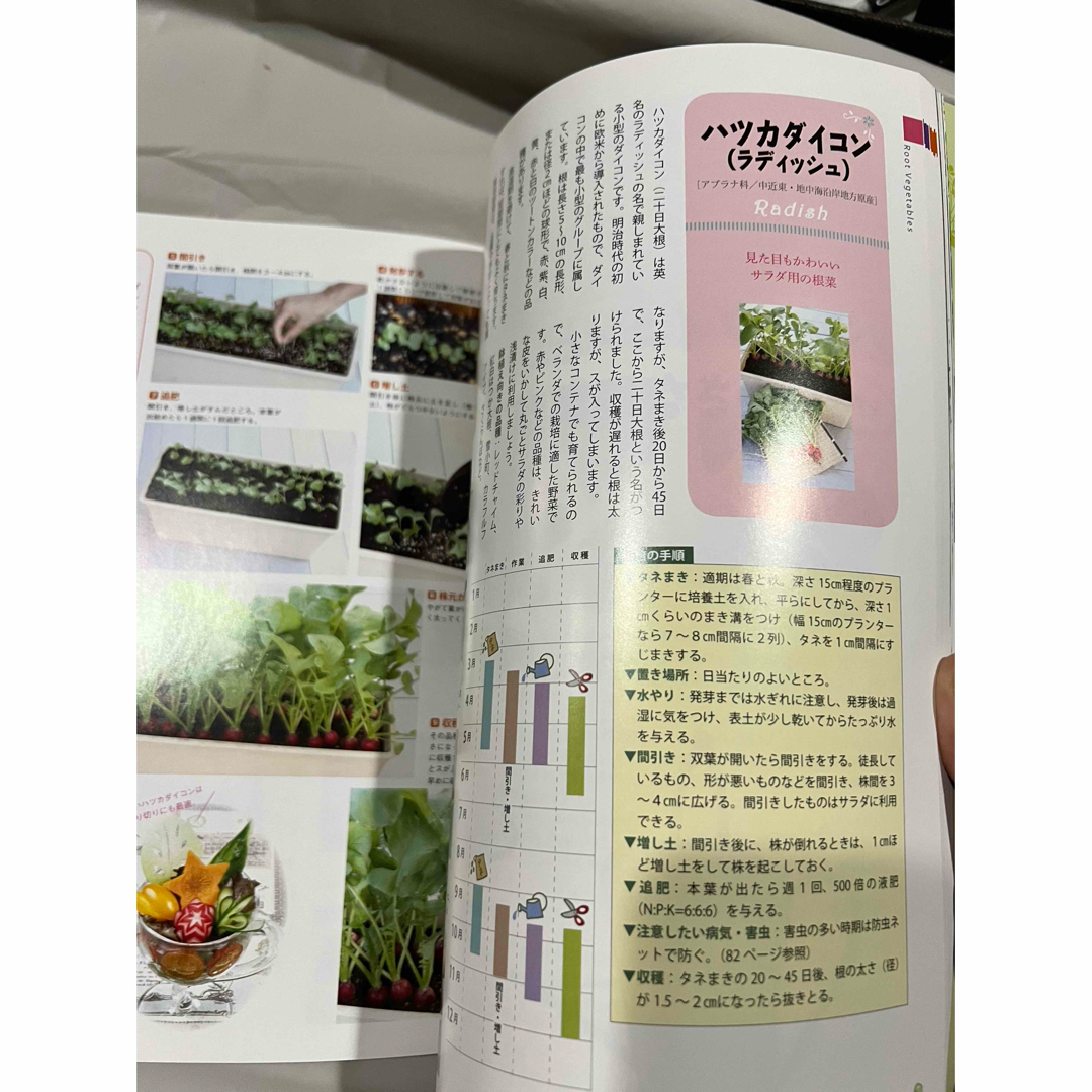 ベランダでサラダ野菜 エンタメ/ホビーの本(趣味/スポーツ/実用)の商品写真