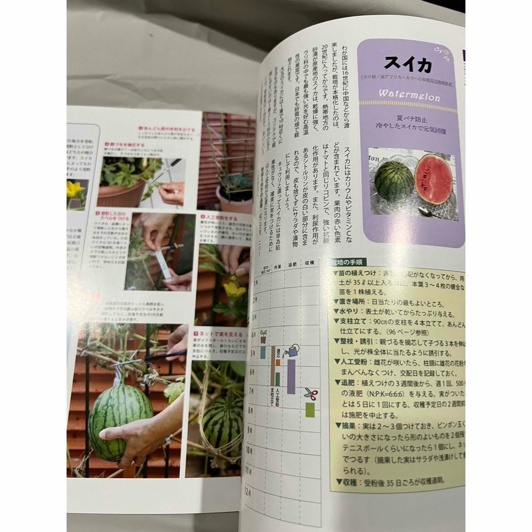 ベランダでサラダ野菜 エンタメ/ホビーの本(趣味/スポーツ/実用)の商品写真