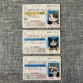 なめ猫　免許証　3種(その他)