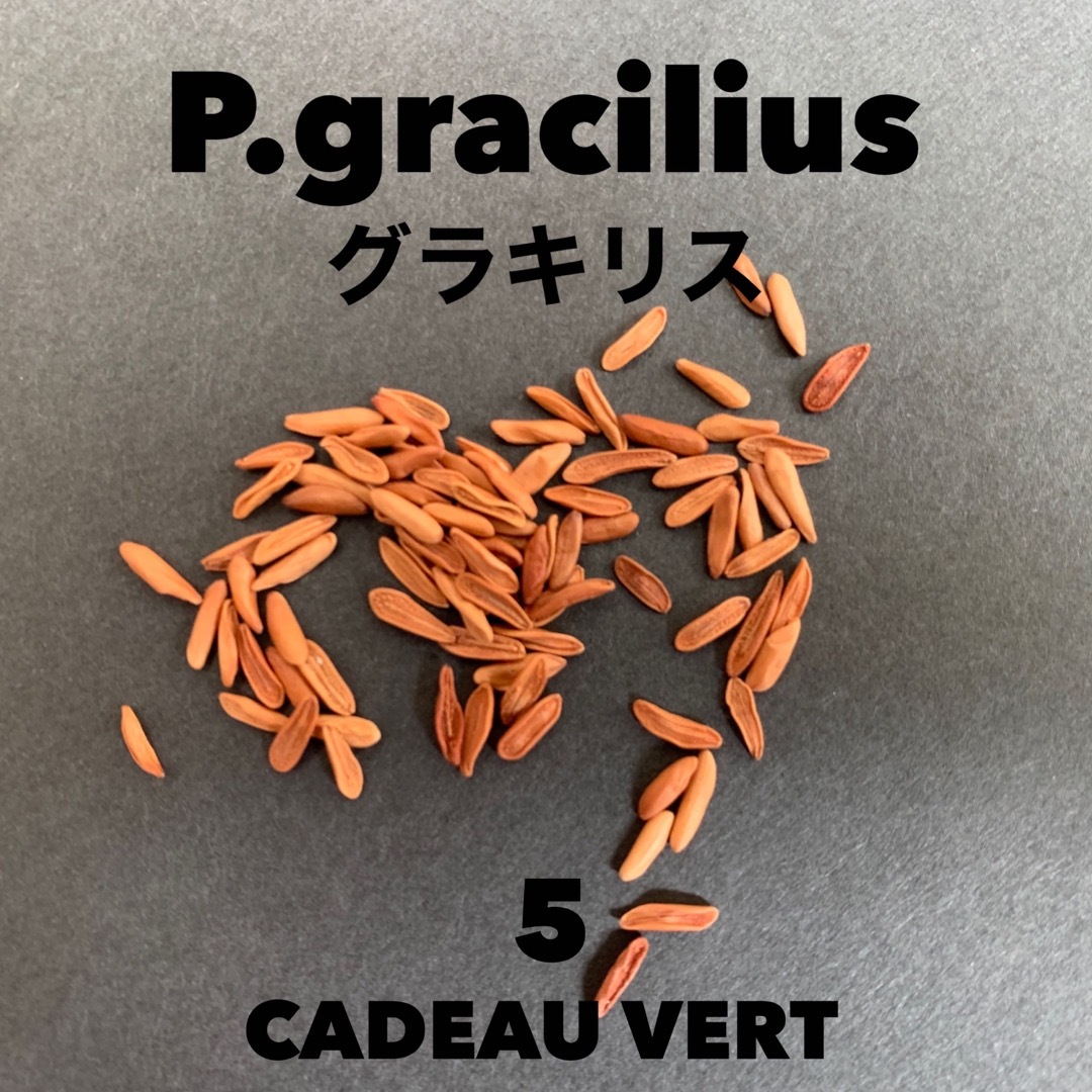 パキポディウム グラキリス★P.Gracilius象牙宮 種子5粒＋1粒 インテリア/住まい/日用品のインテリア/住まい/日用品 その他(その他)の商品写真