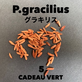 パキポディウム グラキリス★P.Gracilius象牙宮 種子5粒＋1粒(その他)
