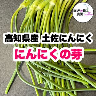 高知県産 土佐にんにく にんにくの芽 農家直送！ 野菜 Mgj(野菜)