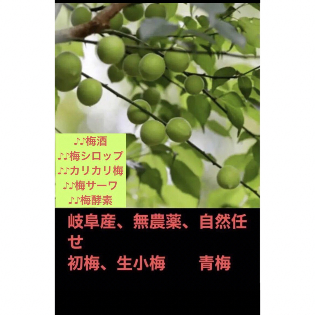 岐阜産、無農薬、 　自然任せの　  天然 　　　青小梅　　初小梅 食品/飲料/酒の食品(フルーツ)の商品写真