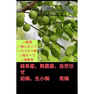 岐阜産、無農薬、 　自然任せの　  天然 　　　青小梅　　初小梅