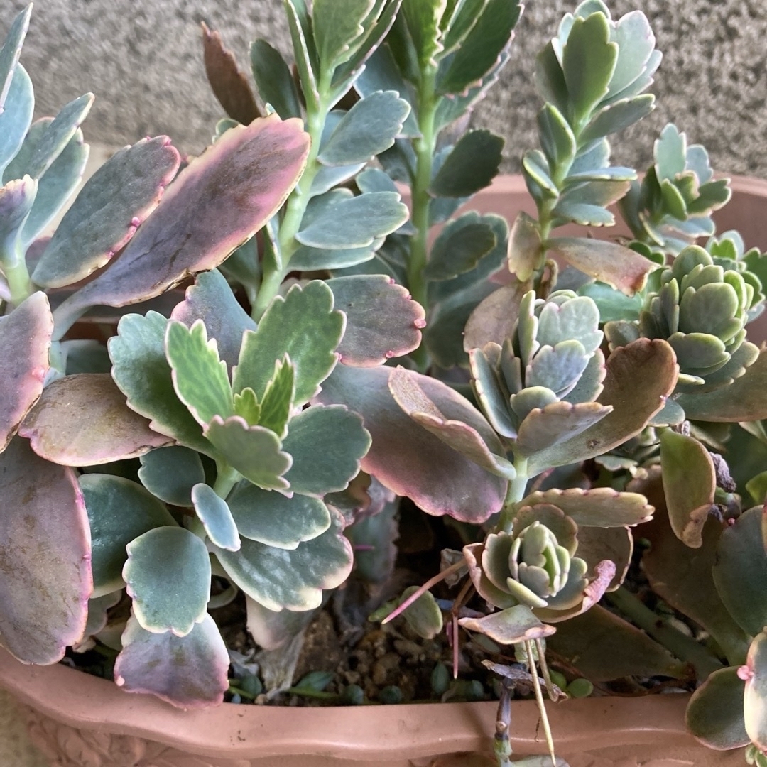 多肉植物✳︎ 胡蝶の舞錦 カット苗C 多肉植物✳︎ 胡蝶の舞錦 カット苗C