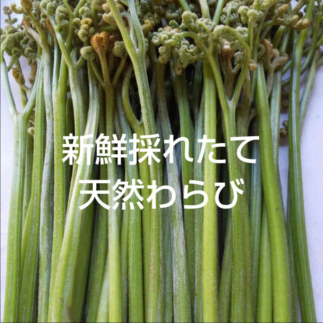 新鮮 天然わらび 1キロ 食品/飲料/酒の食品(野菜)の商品写真