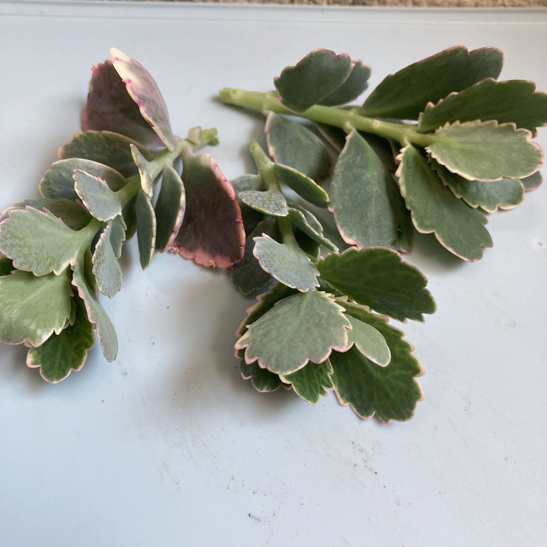 多肉植物✳︎ 胡蝶の舞錦 カット苗B 多肉植物✳︎ 胡蝶の舞錦 カット苗B