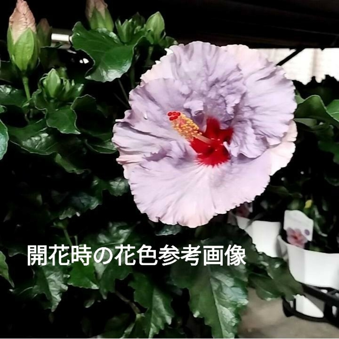 ④珍しい‼️ハイビスカス【デニムブルー】花鉢‼️アンティークブルー❗5号鉢 ハンドメイドのフラワー/ガーデン(プランター)の商品写真