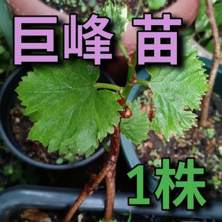 巨峰 発根済み 抜き苗 1株(その他)