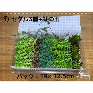 多肉植物 セダム3種 虹の玉 ルビーネックレス 詰合せ(その他)