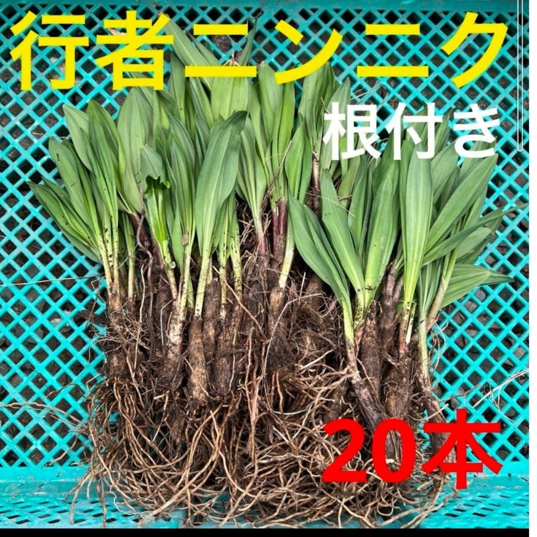 北海道産　行者ニンニク　アイヌネギ　ヒトビロ　キトビロ　根付き　20本 食品/飲料/酒の食品(野菜)の商品写真