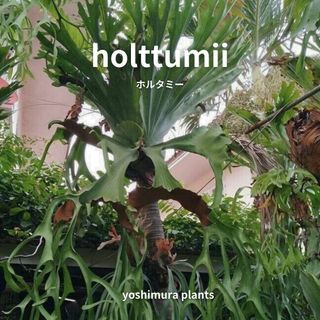 [胞子]  holttumii　ホルタミー　ビカクシダ