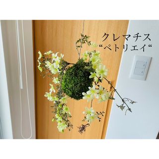 クレマチス"ペトリエイ"の苔玉　花(インテリア雑貨)