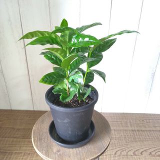 ①コーヒーの木❗️珍しい観葉植物‼️3株植え‼️4号鉢！テーブルサイズ(プランター)