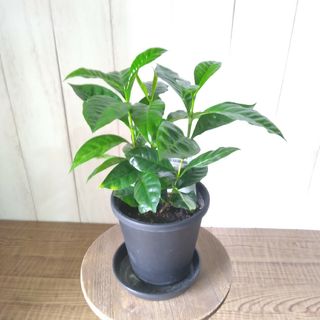 ②コーヒーの木❗️珍しい観葉植物‼️3株植え‼️4号鉢！テーブルサイズ(プランター)