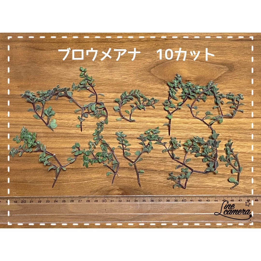 多肉植物 秋麗 ルビーネックレス ブロウメアナ詰合せセット ハンドメイドのフラワー/ガーデン(その他)の商品写真