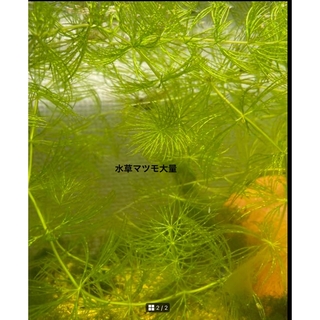 水草 マツモ 大量(小動物)