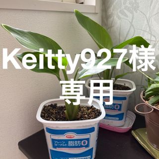 Keitty様専用　ストレリチア　オーガスニコライ B(その他)