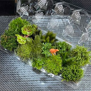 天然苔　こけ　植物詰め合わせ！ネズミノオゴケ　フデゴケ　カサゴケ等　15種　to(その他)