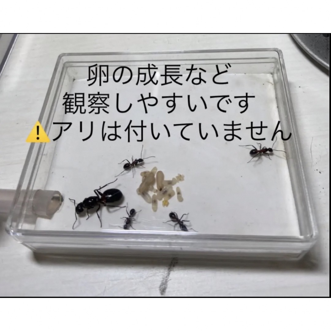 アリ飼育ケース(大) 餌場(大)付き その他のペット用品(虫類)の商品写真