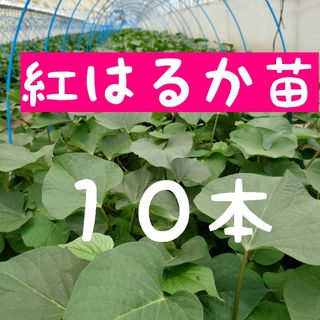 さつまいも苗【紅はるか１０本】【ウイルスフリー切り苗】(野菜)