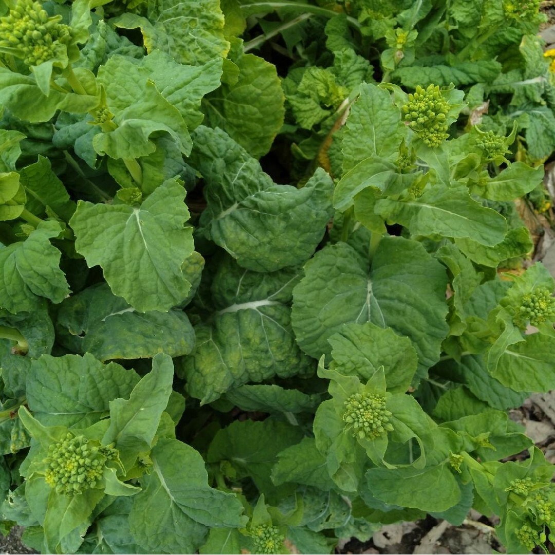 無農薬野菜　80サイズ 食品/飲料/酒の食品(野菜)の商品写真