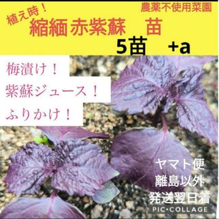 丈夫な　赤紫蘇　苗　♥5苗+a(野菜)