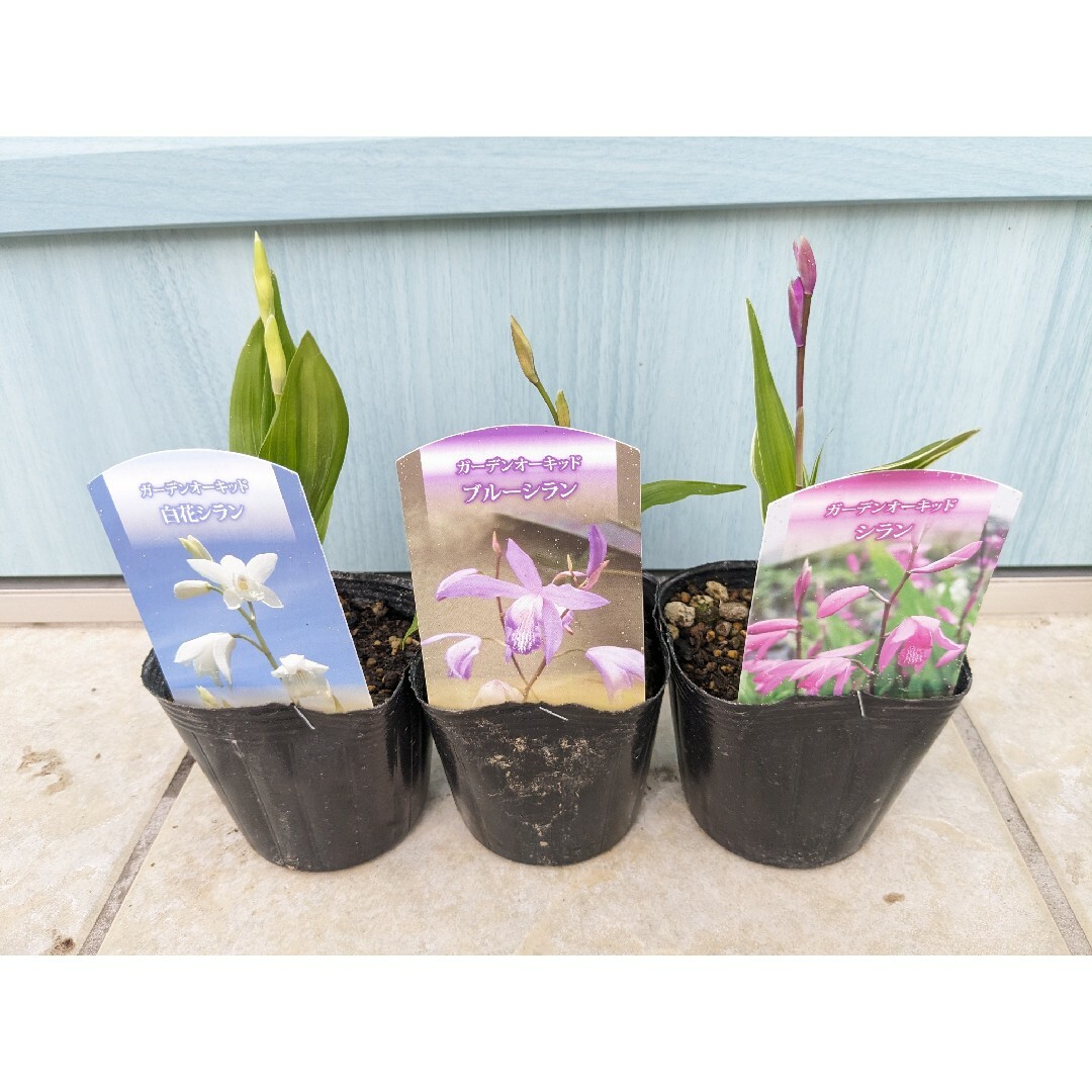 ☘　シラン3品種セット　白、ブルー、ピンク　☘　苗 ハンドメイドのフラワー/ガーデン(その他)の商品写真