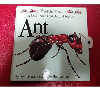 英語絵本 Ant(絵本/児童書)