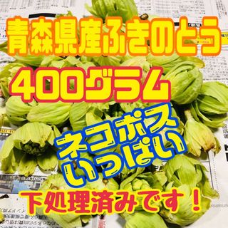 青森県産ふきのとう　ネコポスいっぱい！(野菜)