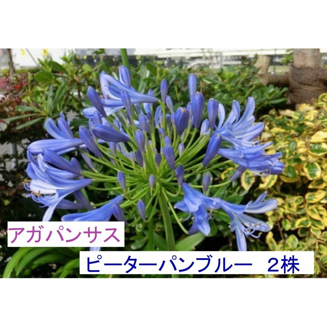 アガパンサス 紫クンシラン (ピーターパンブルー) ２株 ハンドメイドのフラワー/ガーデン(その他)の商品写真