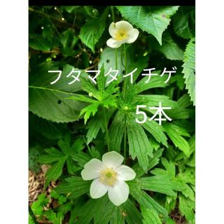 フタマタイチゲ　二股一華(プランター)