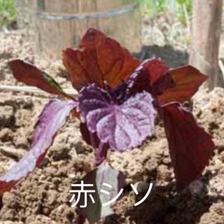 無農薬野菜苗(その他)