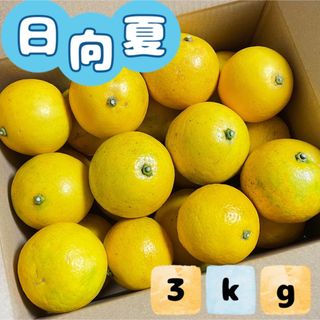 福岡県産とれたて日向夏3kg ニューサマーオレンジ(フルーツ)