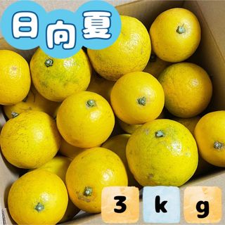 福岡県産とれたて日向夏3kg ニューサマーオレンジ(フルーツ)