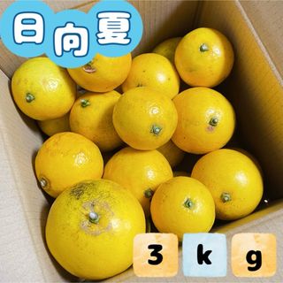 福岡県産とれたて日向夏3kg ニューサマーオレンジ(フルーツ)