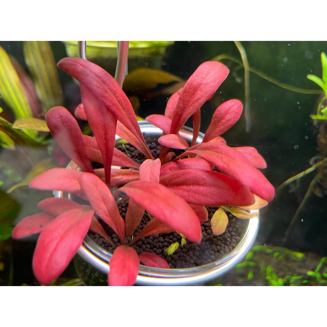 水草　Samolus Parviflorus ‘Red’ 1株　水中葉無農薬 その他のペット用品(アクアリウム)の商品写真