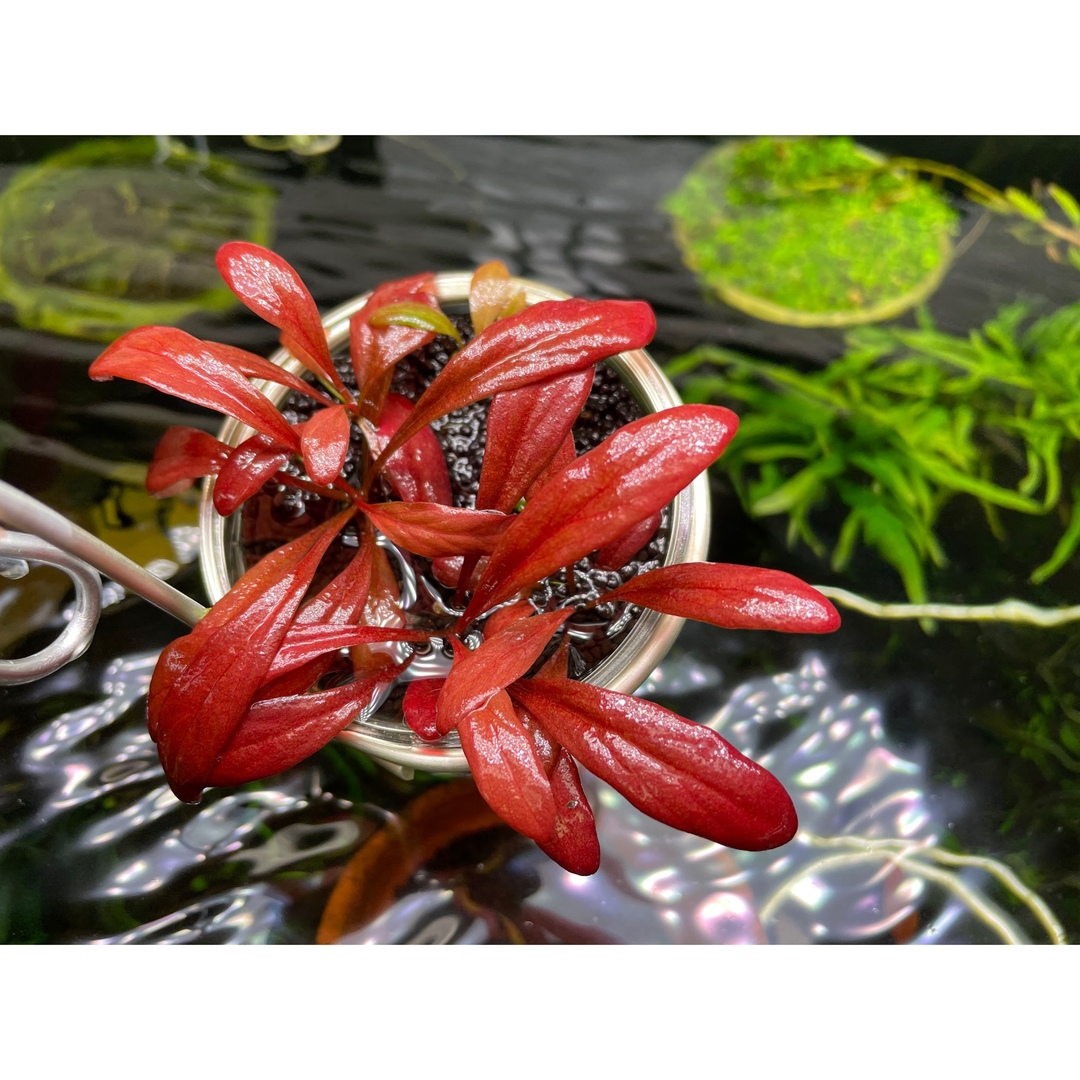 水草　Samolus Parviflorus ‘Red’ 1株　水中葉無農薬 その他のペット用品(アクアリウム)の商品写真