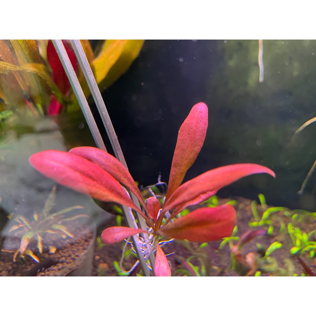 水草　Samolus Parviflorus ‘Red’ 1株　水中葉無農薬 その他のペット用品(アクアリウム)の商品写真