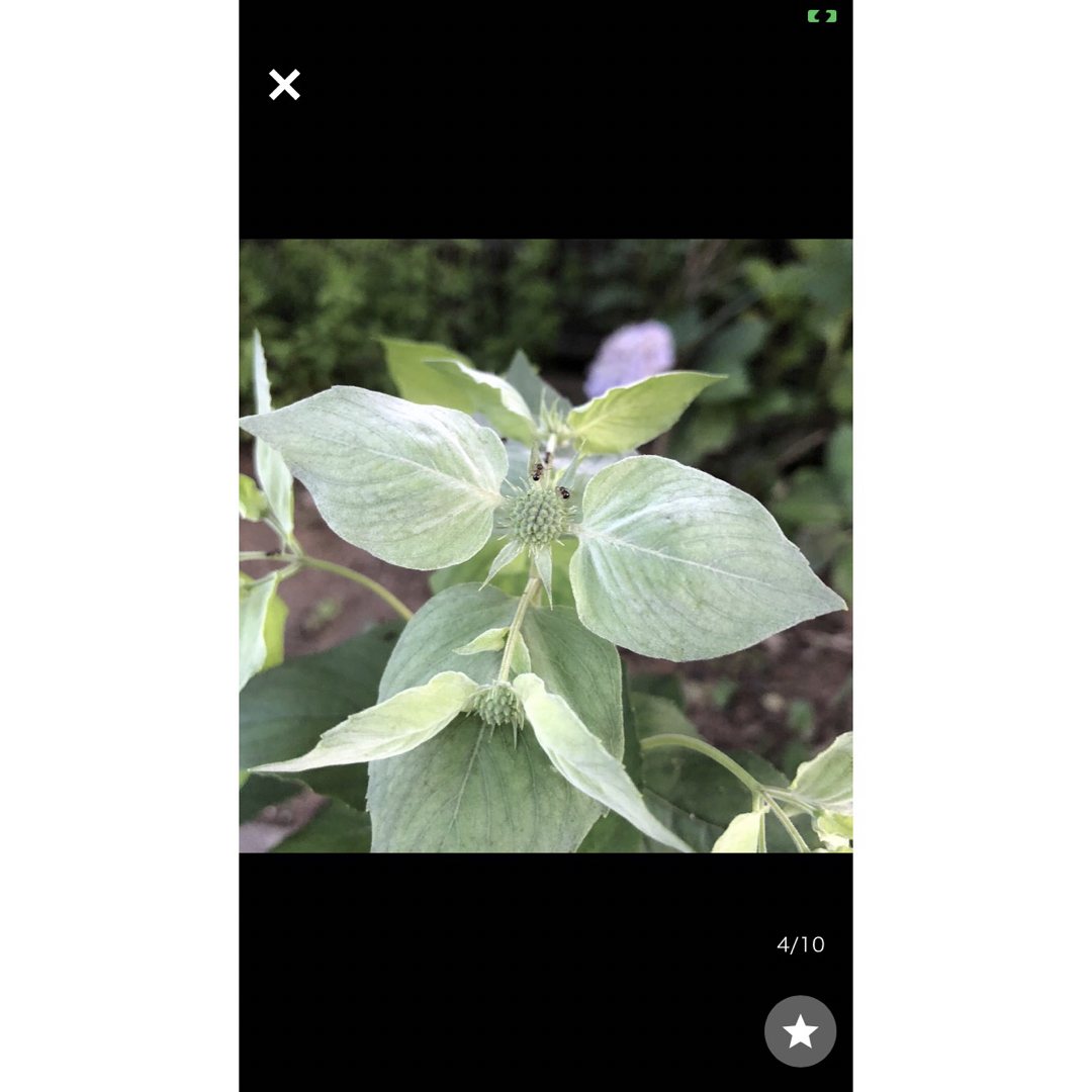 Pycnanthemum　muticum ピクナンセマムムティクム　レア　ミント ハンドメイドのフラワー/ガーデン(その他)の商品写真
