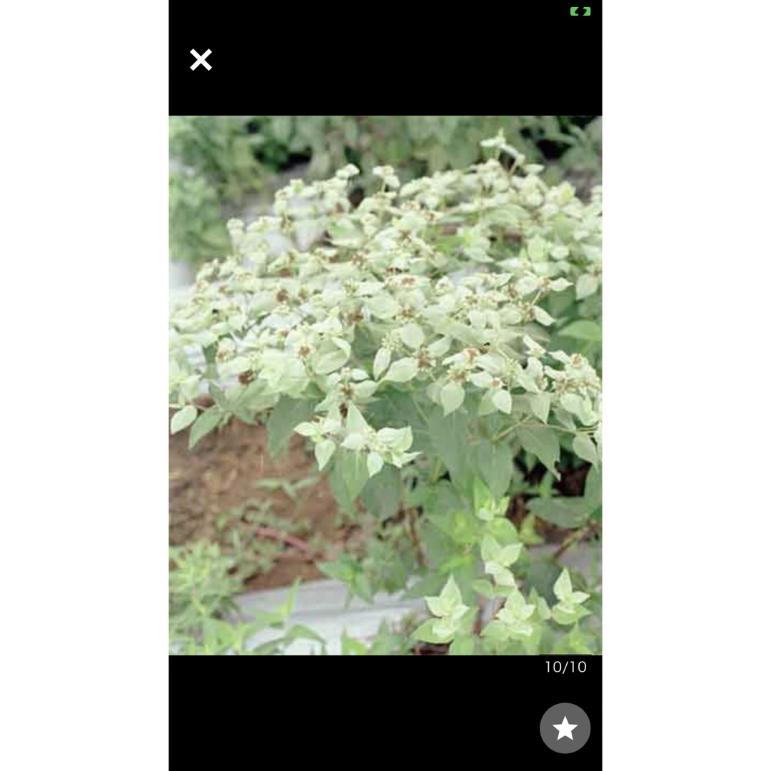 Pycnanthemum　muticum ピクナンセマムムティクム　レア　ミント ハンドメイドのフラワー/ガーデン(その他)の商品写真