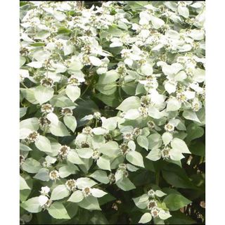 Pycnanthemum　muticum ピクナンセマムムティクム　レア　ミント(その他)