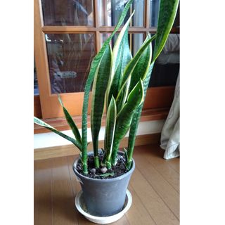 サンスベリア　サンセベリア　斑入り　虎の尾　抜き苗　株　観葉植物　多肉植物(その他)