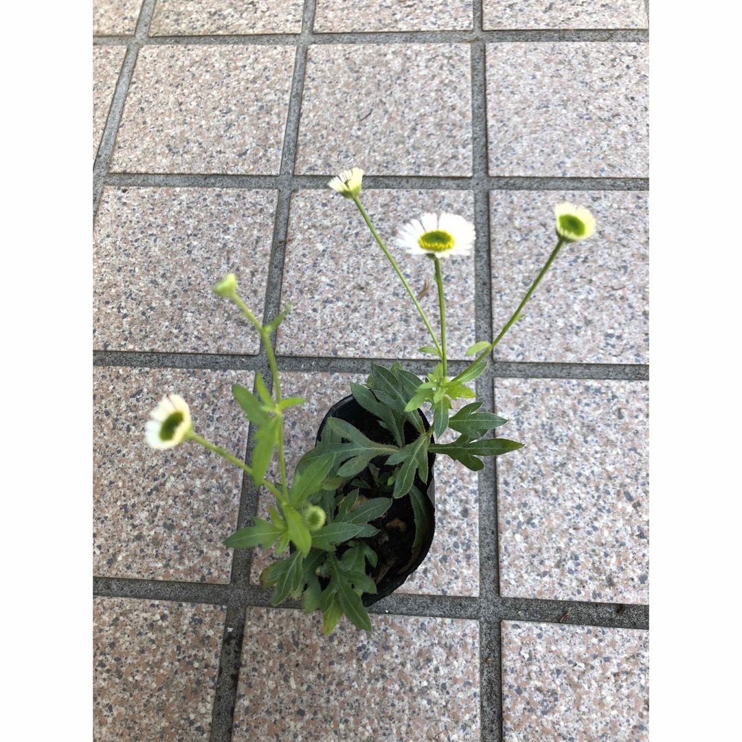 源平小菊、エリゲロンの苗 ハンドメイドのフラワー/ガーデン(プランター)の商品写真