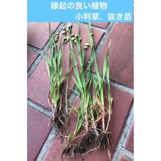 縁起の良い植物、小判草、抜き苗、１５本(その他)