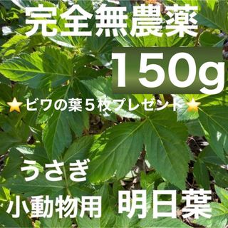 天然 明日葉 150g❣️ ビワの葉5枚❗️うさぎや小動物のおやつに💕(野菜)